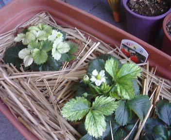 �S���P�O��