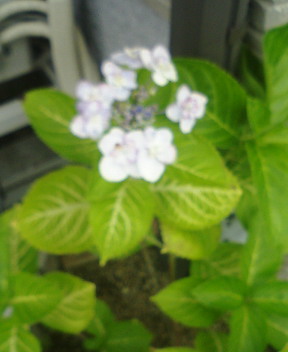 �V���S��