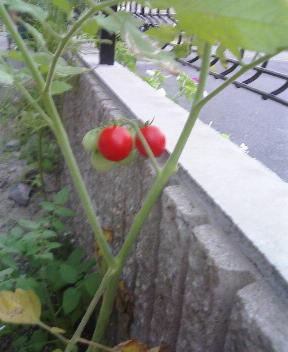 �V���P�R��