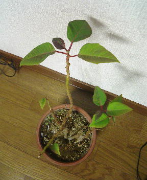(2005)�Q���T��